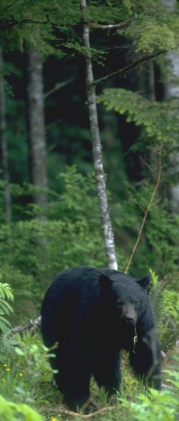 Guidelines For Living With Black Bears Welcome To Dunes City